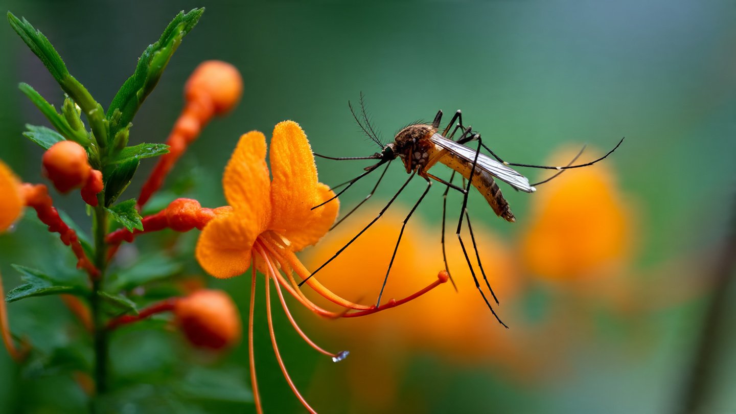 [FOCUS KEYWORD]: Top Flowers That Protect Your Garden From Pesky Mosquitoes Naturally