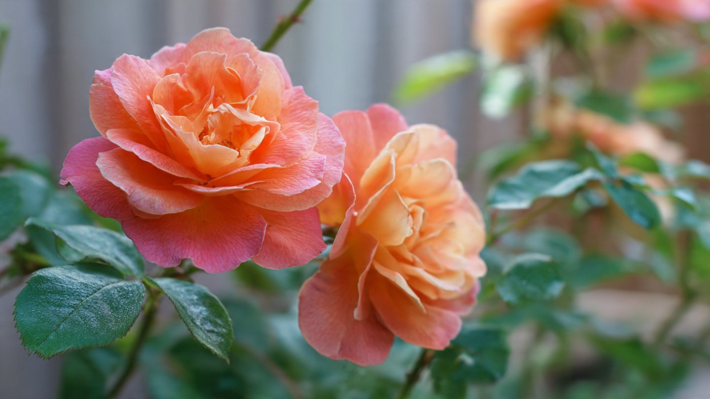 Grow Roses the Smart Way: The Surprising Orange Technique for Fast & Healthy Rose Propagation