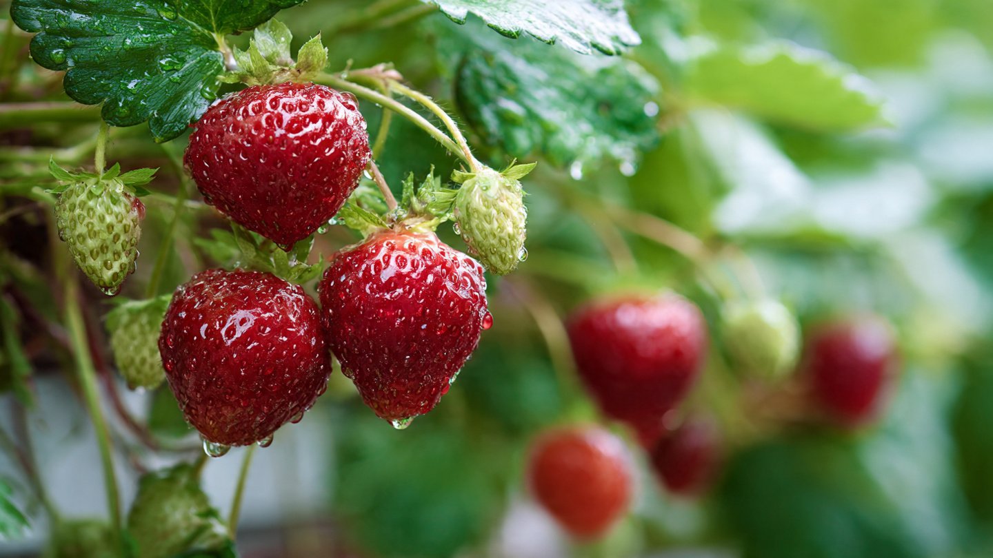 Grow Strawberries Like a Pro at Home Now: Easy Techniques for Sweet, Juicy, High-Yield Harvests