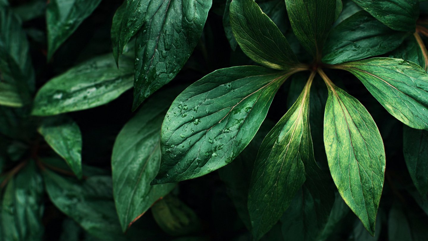 Have You Noticed Your Peony Leaves Turning Yellow in July? Discover the Reasons Why!