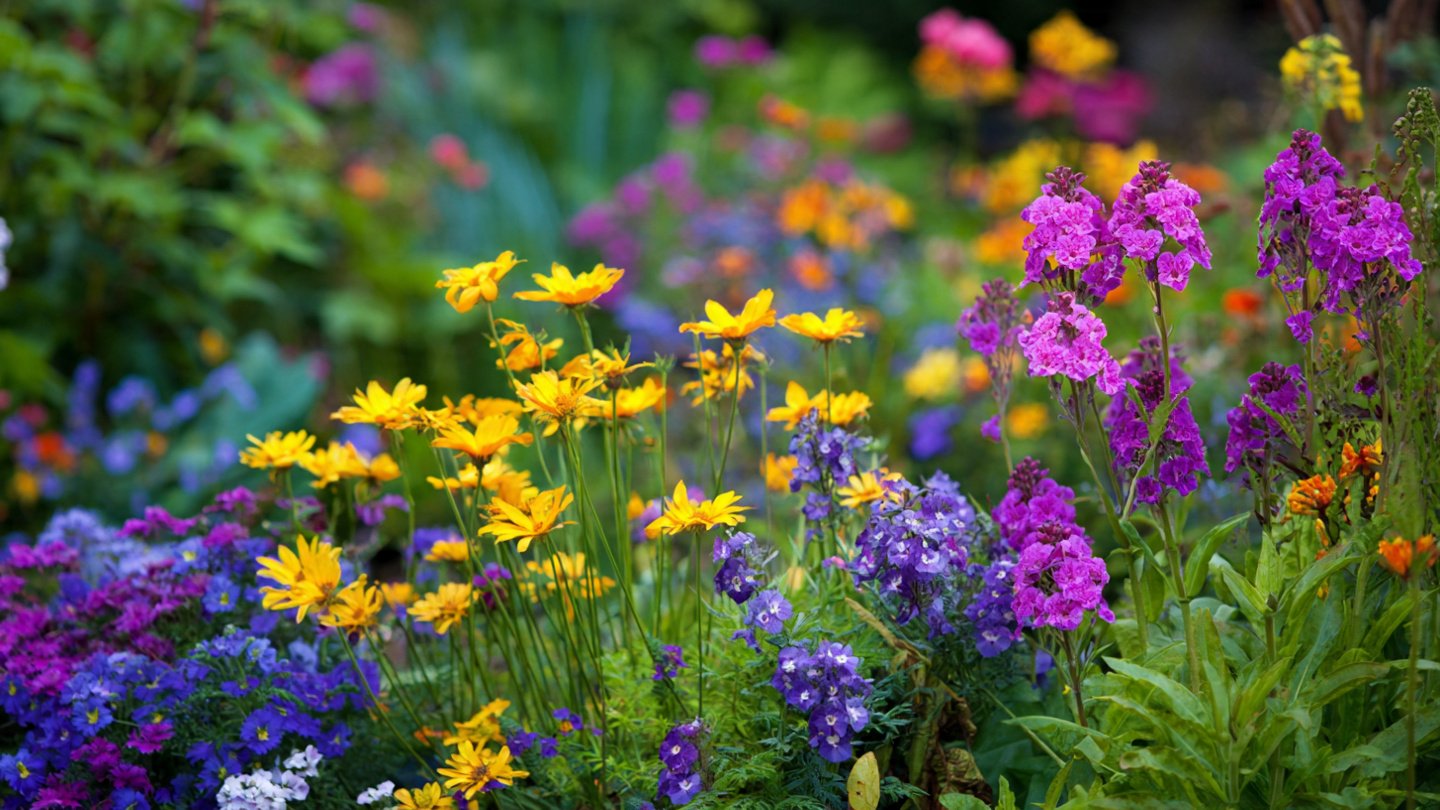 How Can Companion Planting Enhance Your Flower Health?