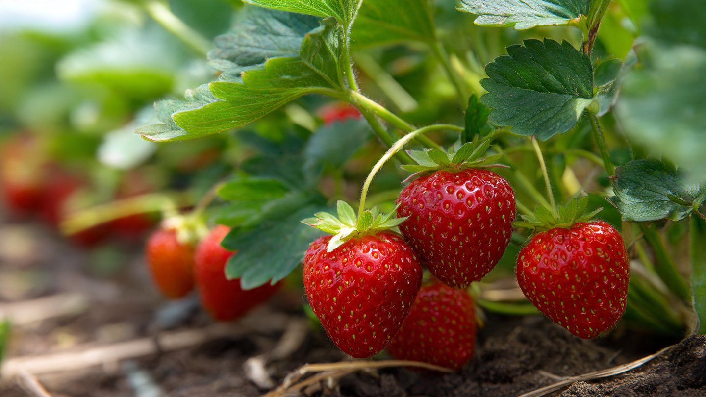 How Can Pine Needles Transform Your Strawberry Garden into a Thriving Paradise?