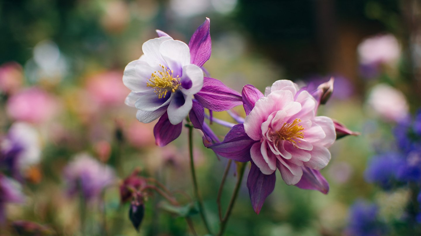 How Can Self Seeding Flower Species Transform Your Garden's Ecosystem?