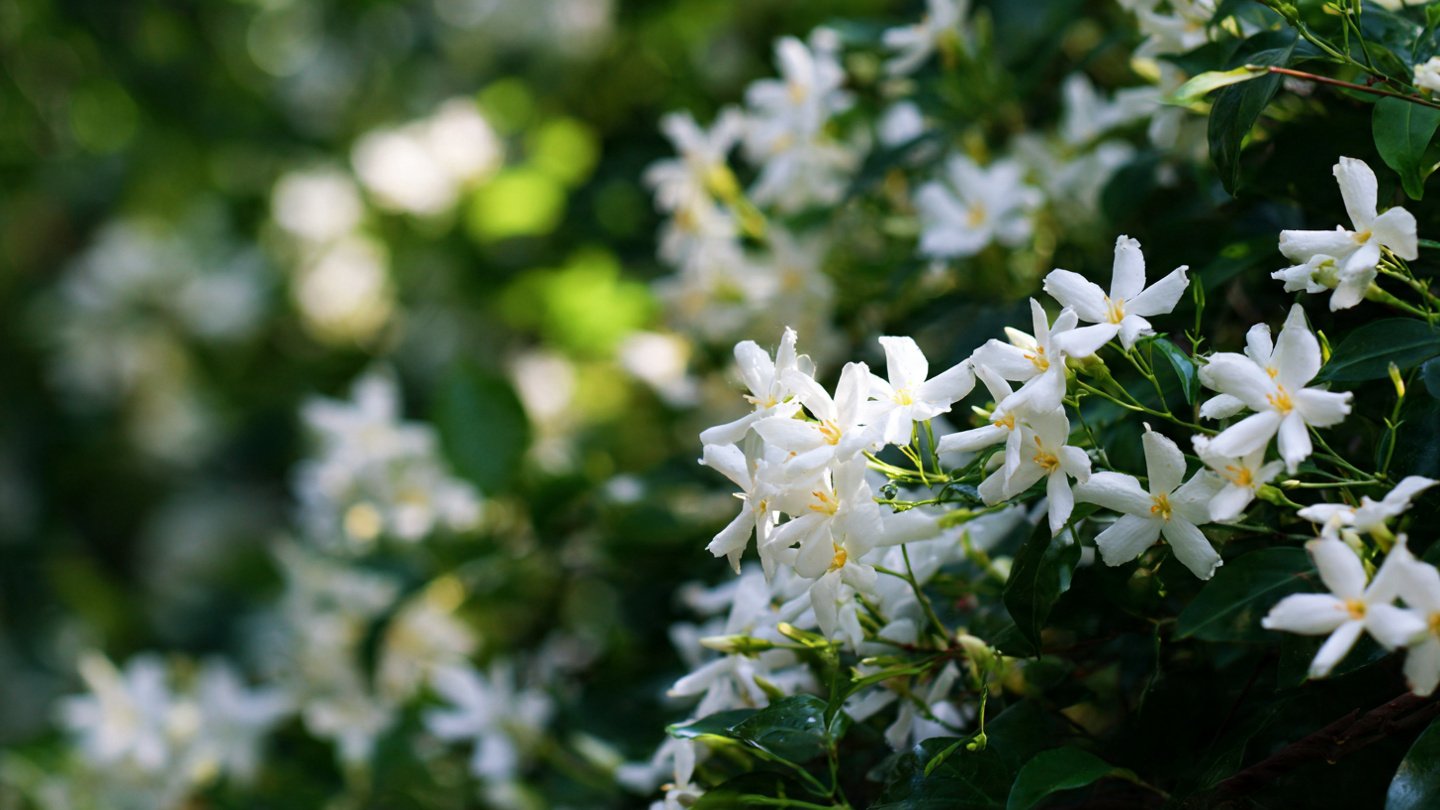 How Can You Create a Scented Vertical Garden of Jasmine?