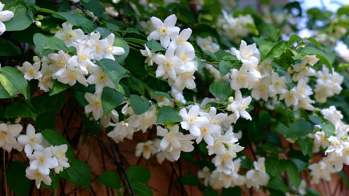 How Can You Create a Scented Vertical Garden of Jasmine?