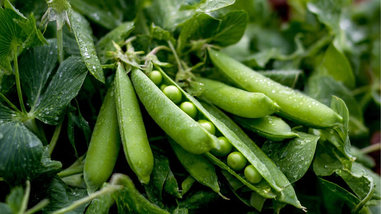 How Can You Grow Your Own Peas for Fresh Homegrown Garden Salads?