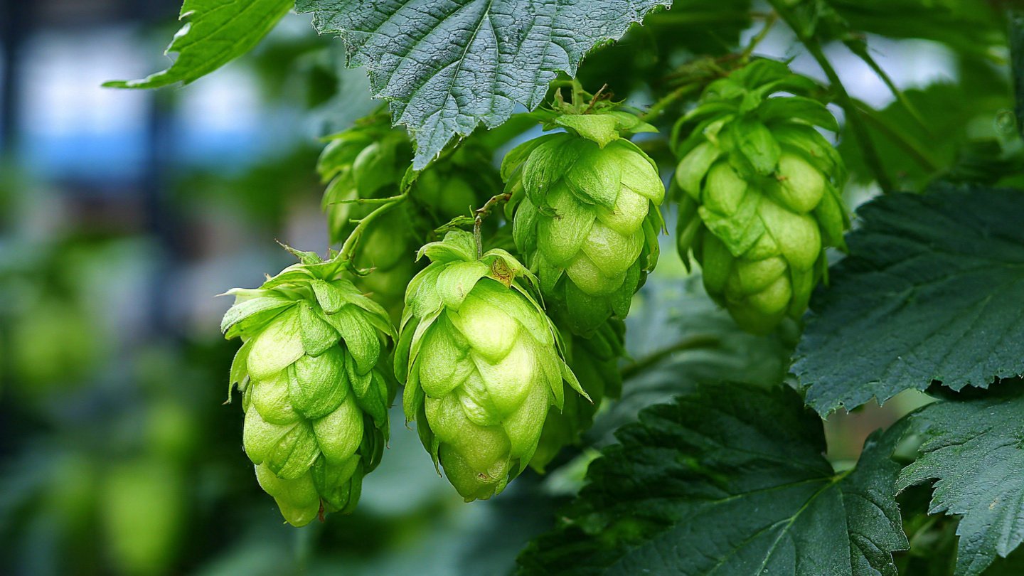 How Can You Successfully Grow a Vertical Garden of Hops for Home Brewing?