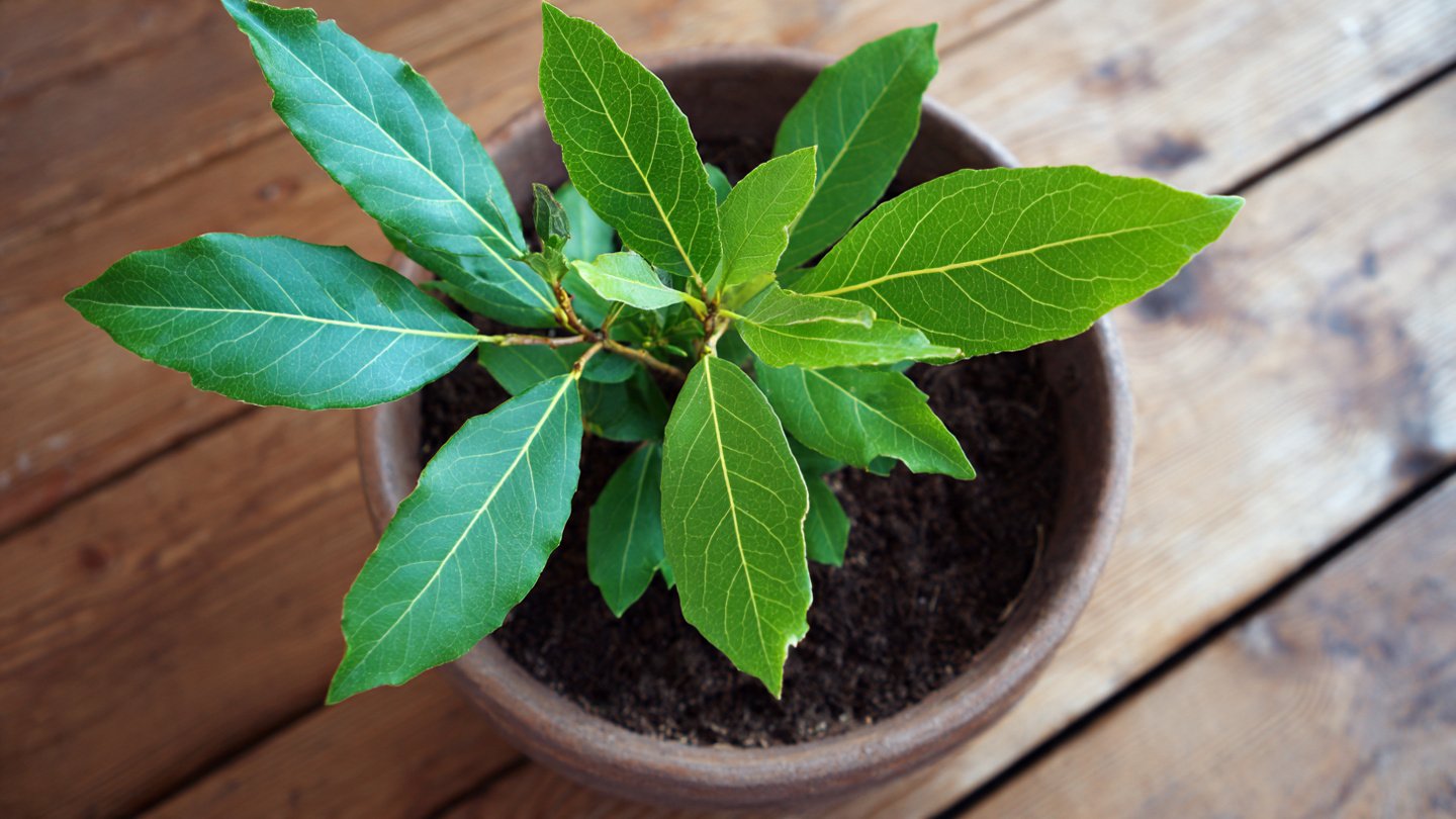 How Can You Successfully Grow Your Own Bay Leaves at Home?