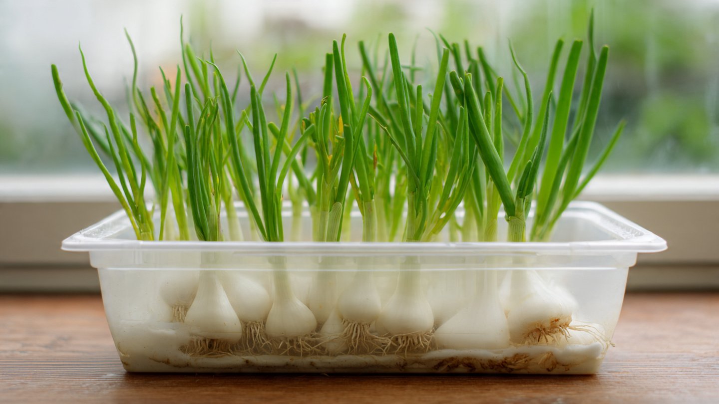 How Can You Successfully Grow Your Own Spring Onions in a Shallow Plastic Bin?