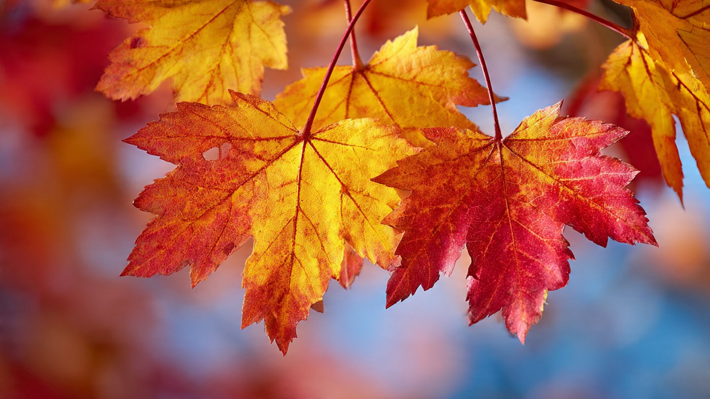 How Do Leaves Transform Their Colors in Autumn?
