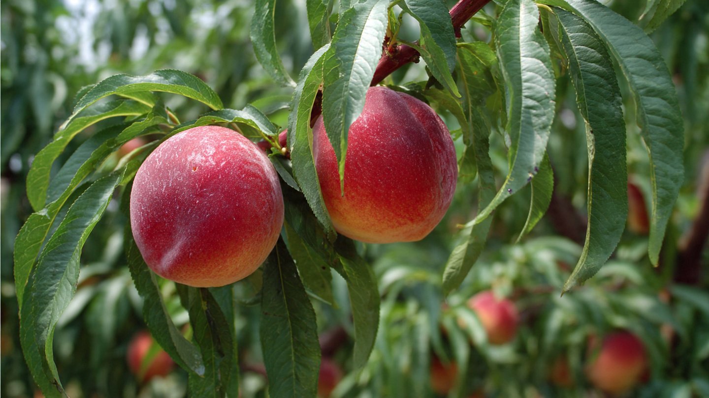 How Does Proper Thinning of New Fruit Benefit Your Fruit Trees?