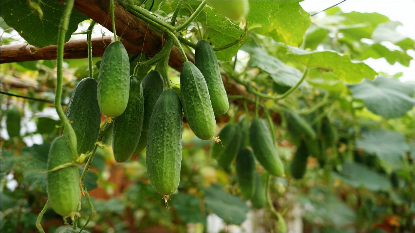 How I Grow Cucumbers Easily: Simple Home Gardening Method for 10 Times More Productive Harvests