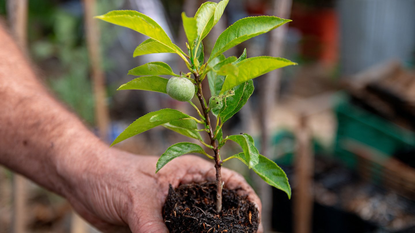 How to Air Layer Fruit Trees for Faster Growth and Successful Propagation