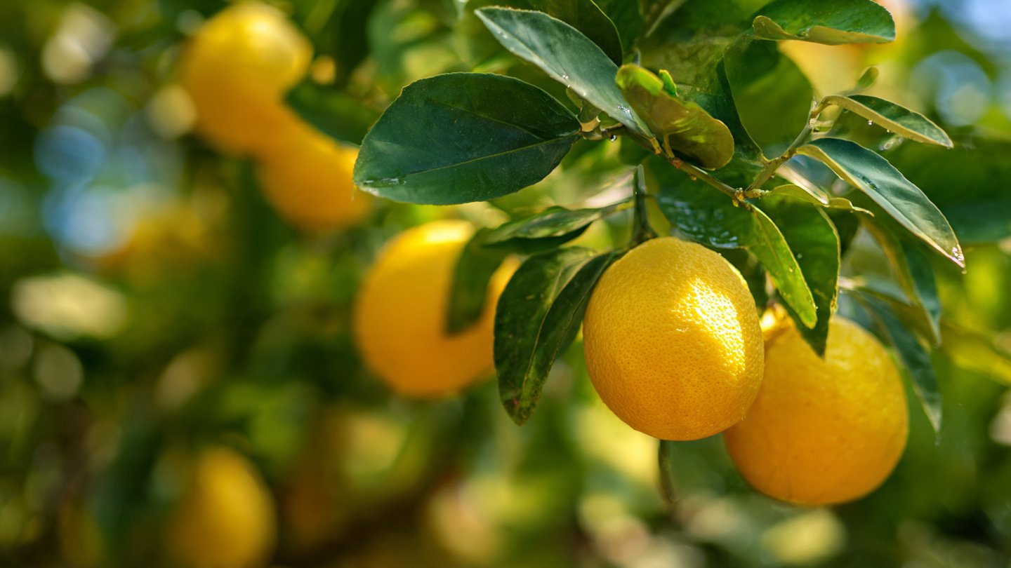 How to Boost Your Citrus Tree Growth with the Secret of Proper Sunlight Exposure