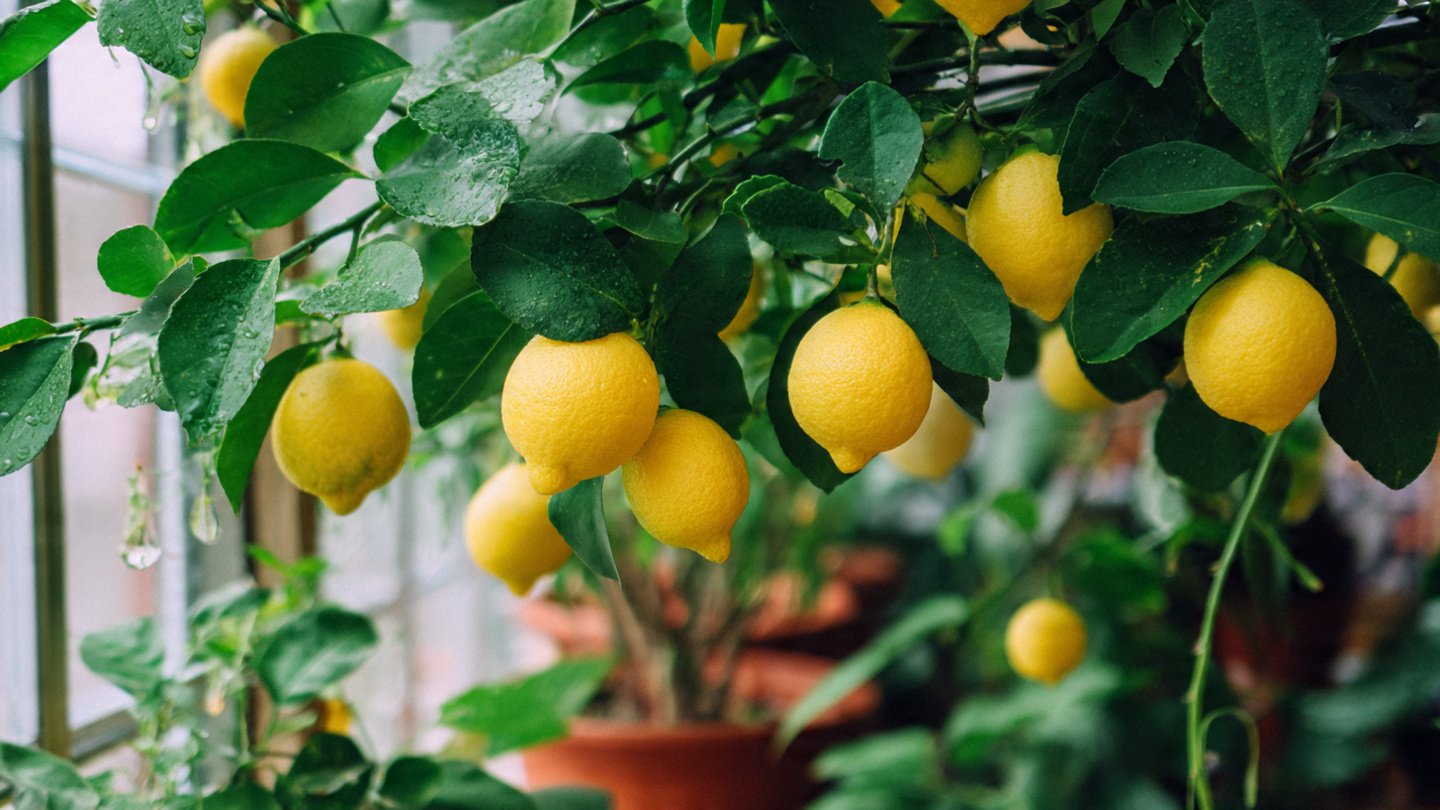 How to Cultivate a Thriving Indoor Citrus Garden: Your Complete Care Guide