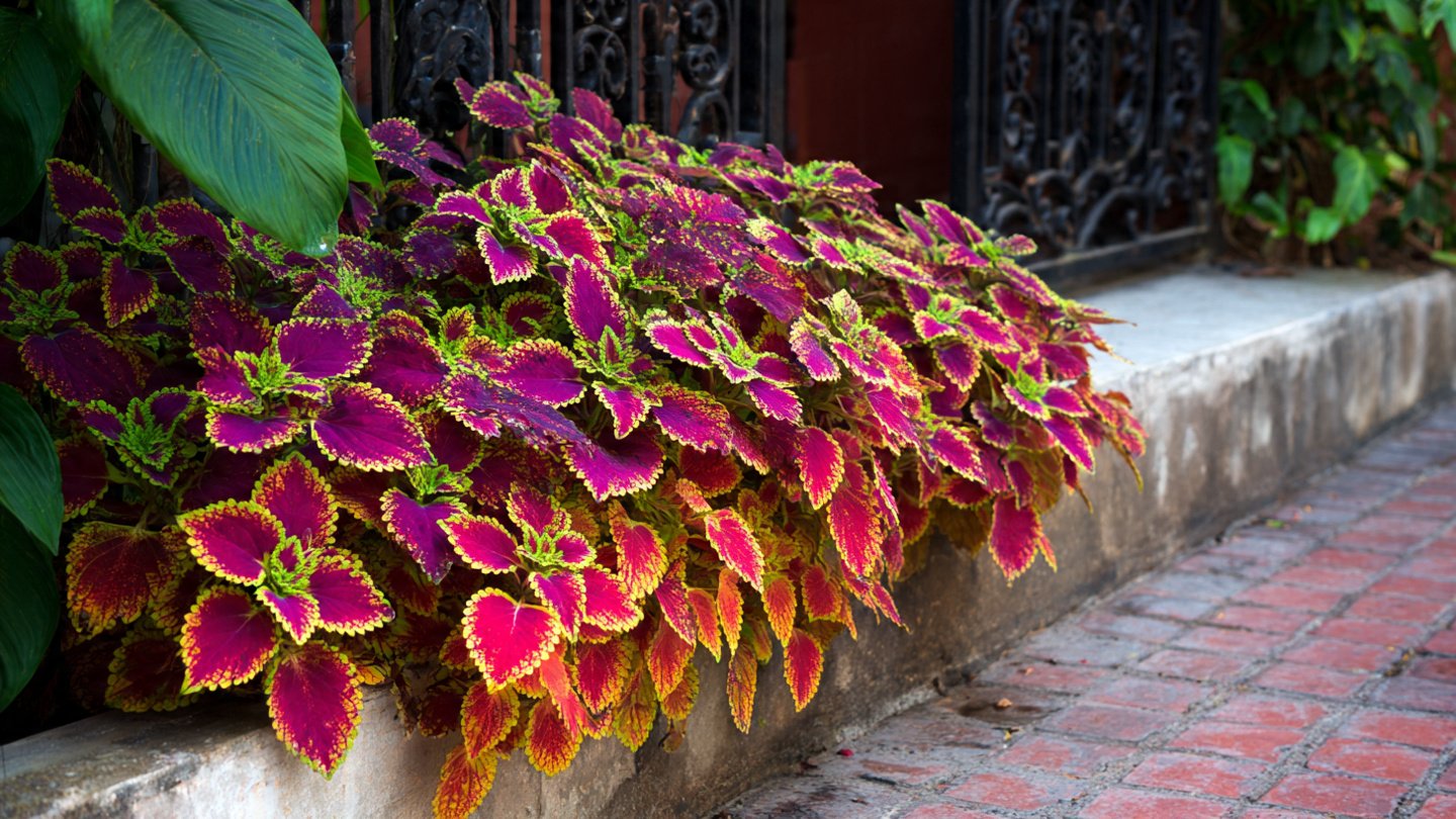 How to Cultivate Vibrant Coleus Carpet Plants for Stunning Outdoor Spaces