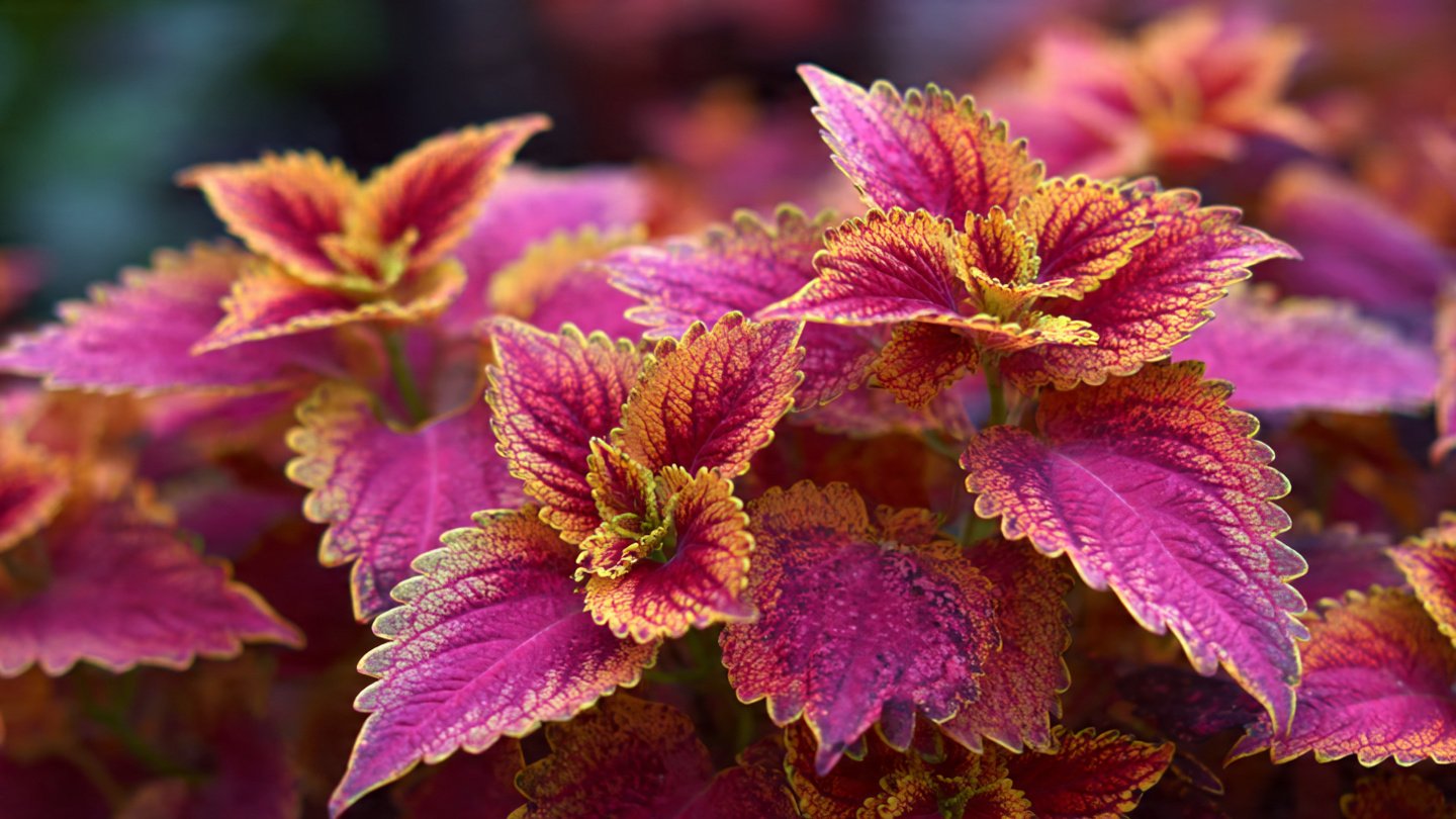 How to Cultivate Vibrant Coleus Carpet Plants for Stunning Outdoor Spaces