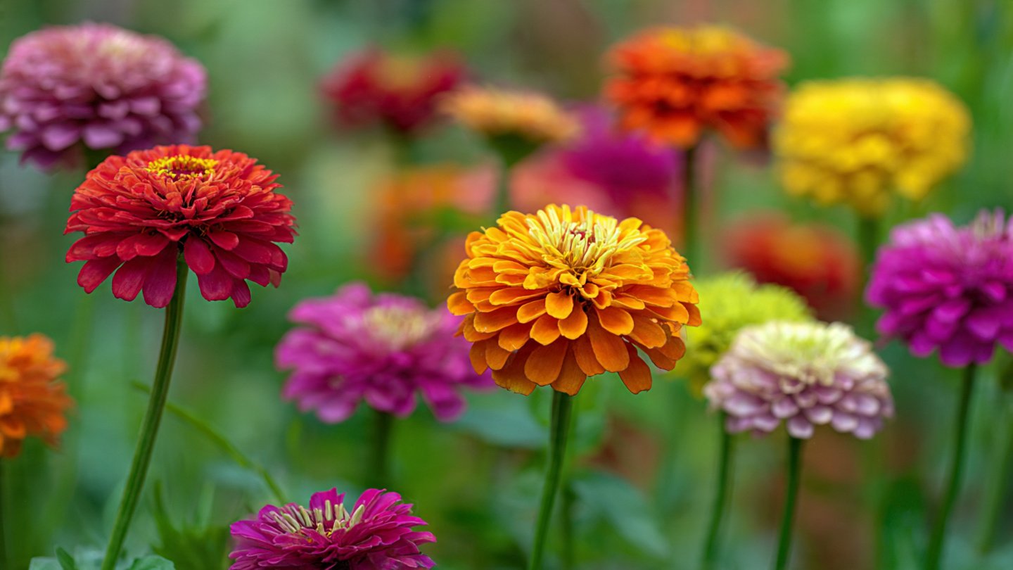 How to Cultivate Zinnias That Produce Vibrant Long Lasting Blooms All Season Long