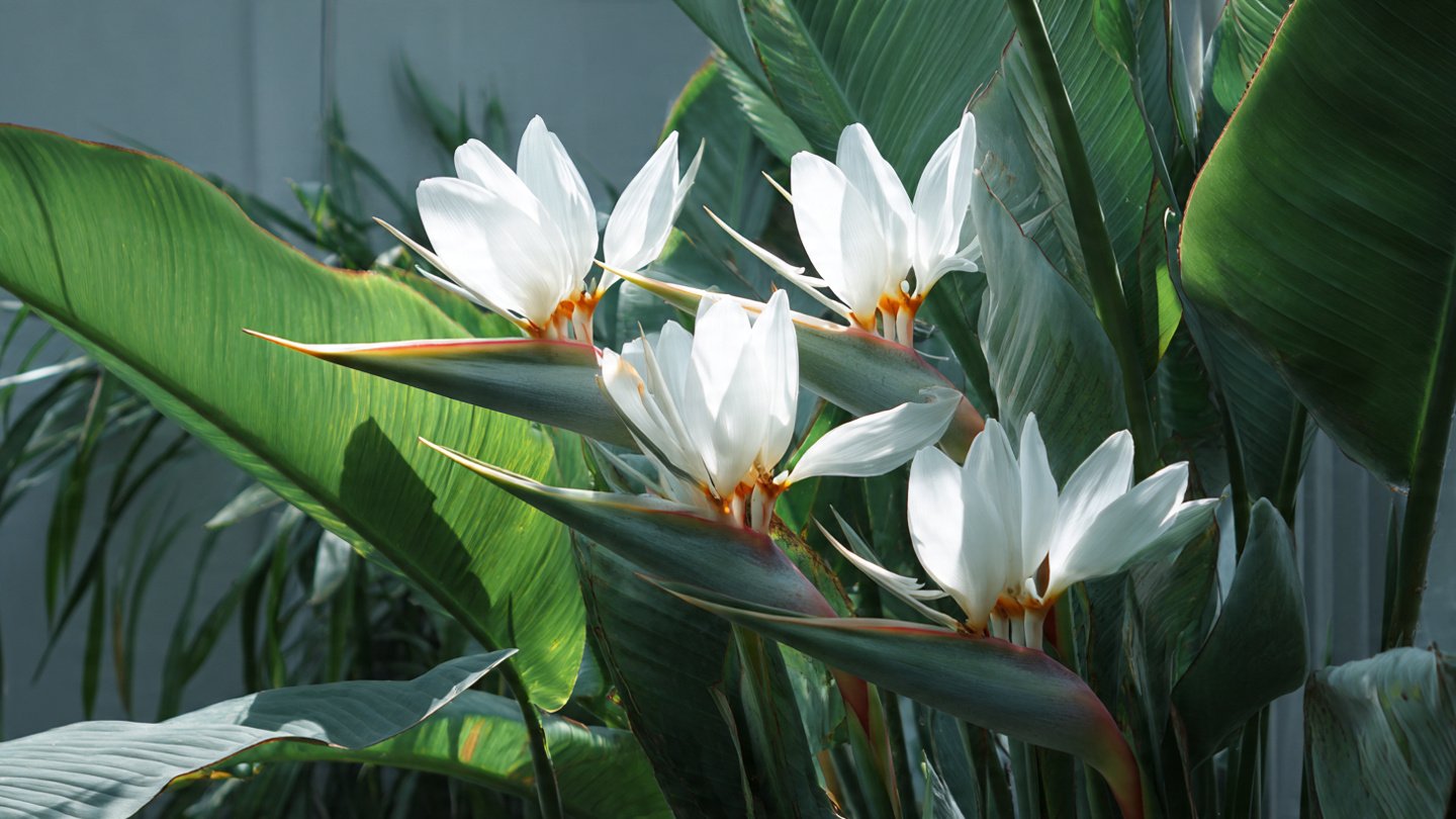 How to Effectively Use the Best Method to Grow White Bird of Paradise Outside