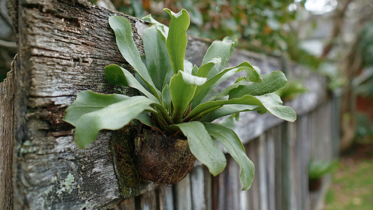 How to Effortlessly Mount Staghorn Fern Outdoors: An Easy Hack for Garden Enthusiasts