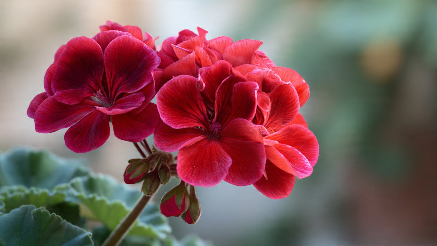 How to Encourage Geraniums to Bloom Abundantly Using Baking Soda
