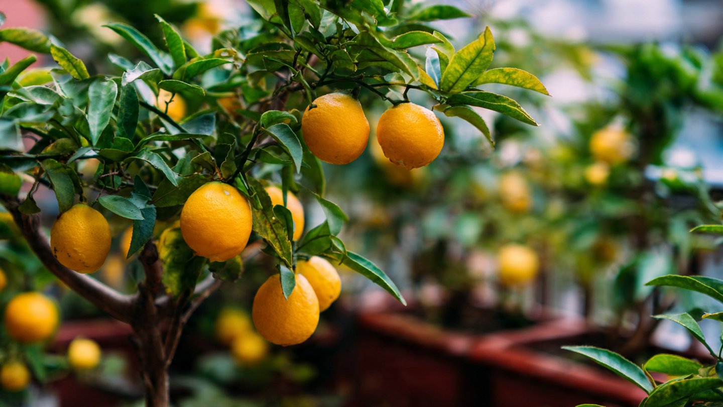 How to Grow a Thriving Citrus Garden on Your Balcony