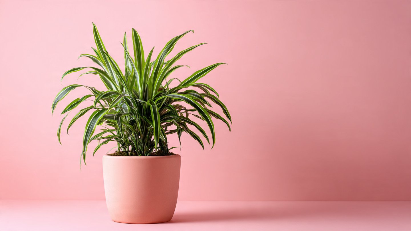 How to Grow and Maintain the Wandering Dude Plant – Expert Tips for Thriving Growth | [FOCUS KEYWORD]