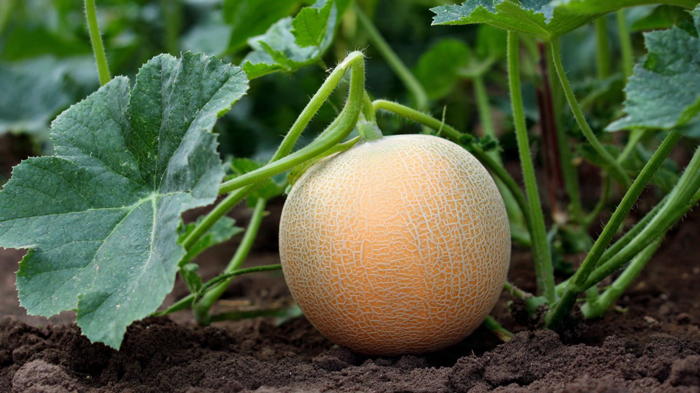 How to Grow Cantaloupe From A to Z at Home — High Yield, Big Fruit, Super Sweet Guide