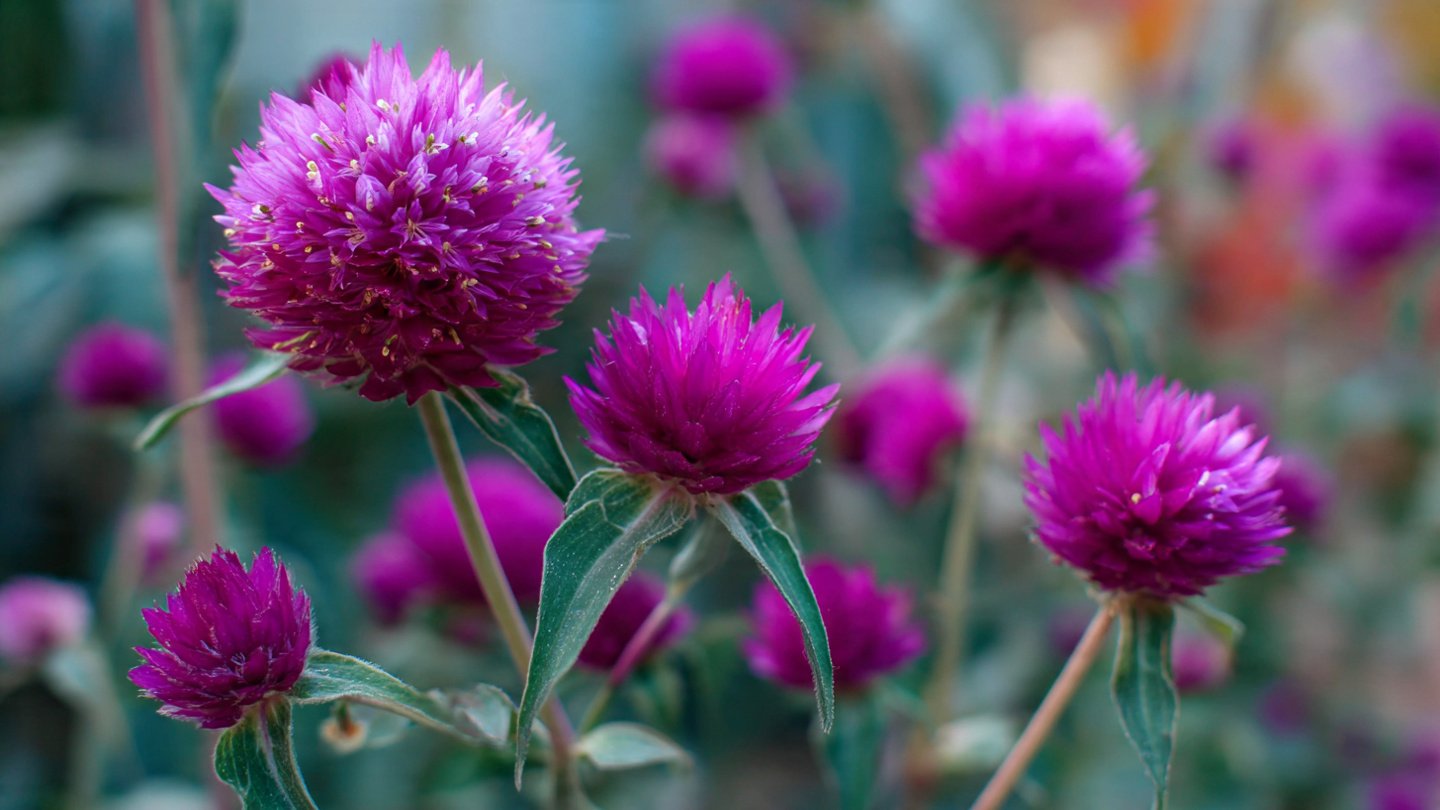 How to Grow Gomphrena from Seed: The Easy Way to Brighten Your Garden