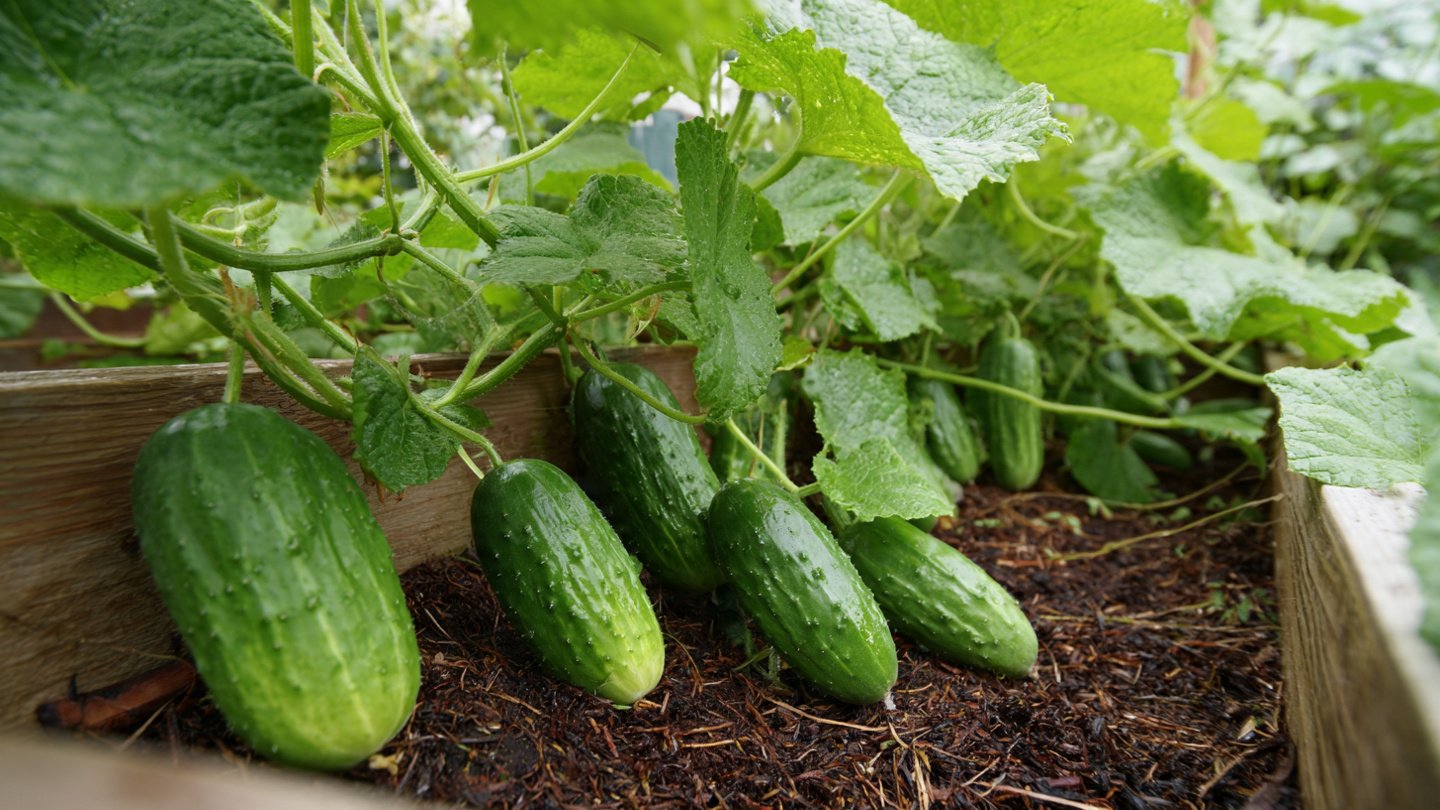 How to Grow Juicy Cucumbers in Buckets for Maximum Yield