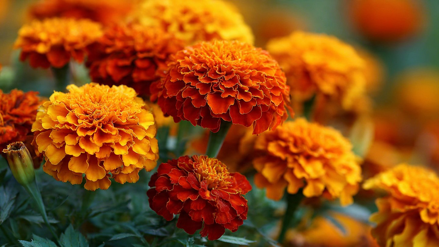 How to Grow Marigolds for Vibrant Blooms Throughout the Entire Season