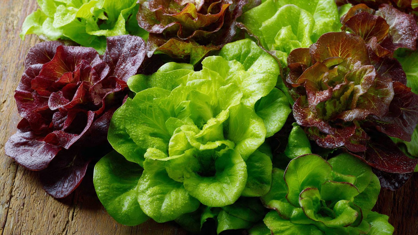 How to Grow Mesclun Mix at Home and Enjoy Fresh Greens All Year Round