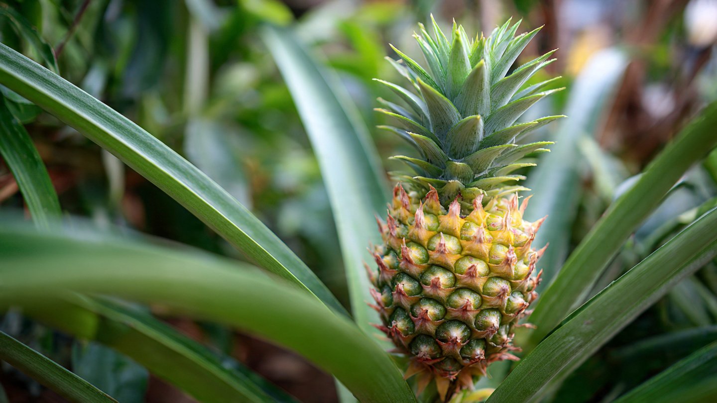 How to Grow Pineapple From Crown Successfully: A Step-by-Step Guide