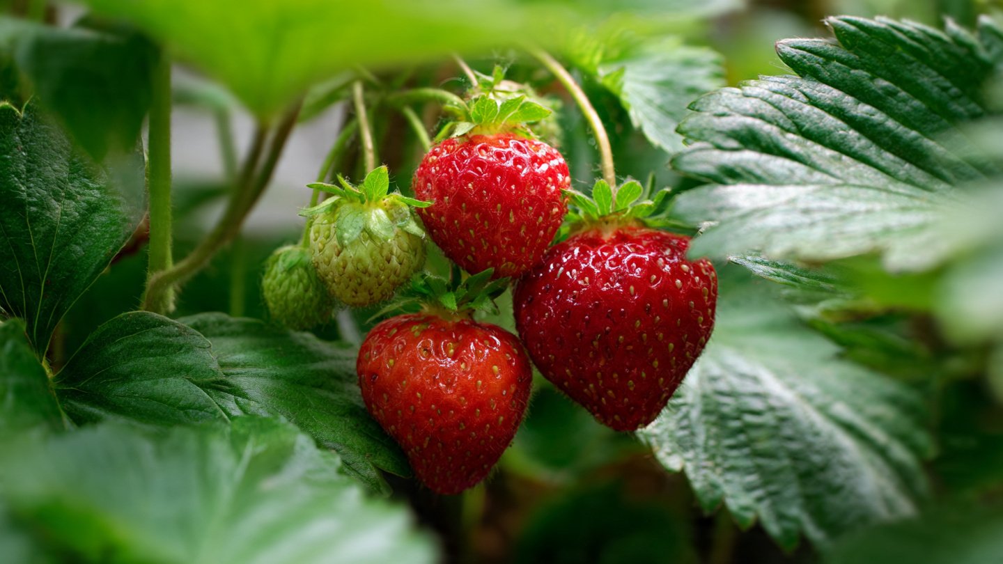 How to Grow Strawberries at Home