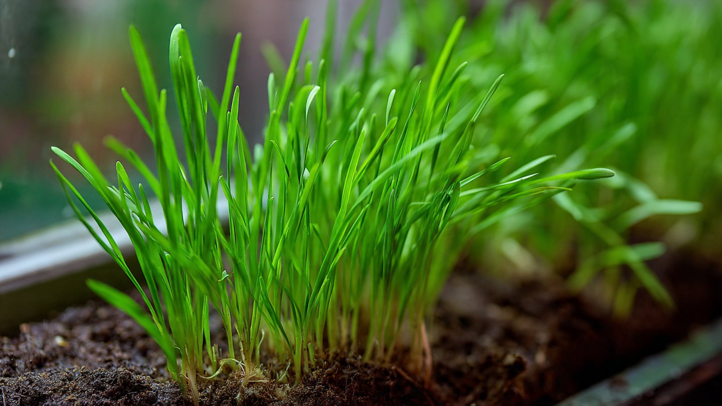 How to Grow Thick Wheatgrass Shoots for a Nutrient-Packed Garden