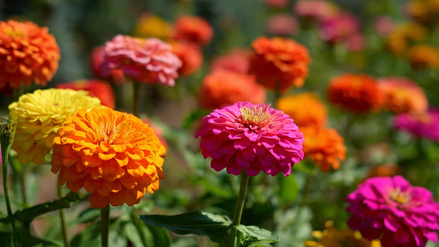 How to Grow Zinnia Flowers in a Rainbow of Bright Colors for Your Garden