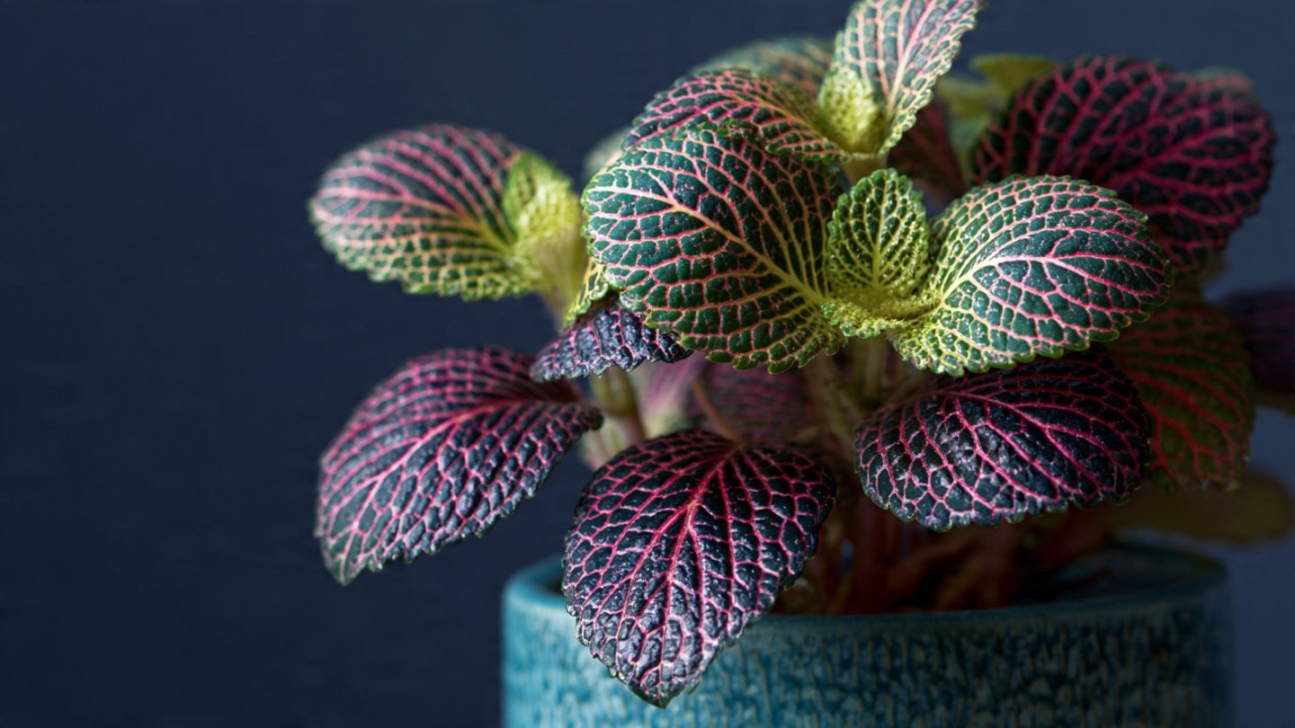 How to Keep Your Fittonia Healthy Indoors: The Easy Way to Grow This Beautiful Houseplant