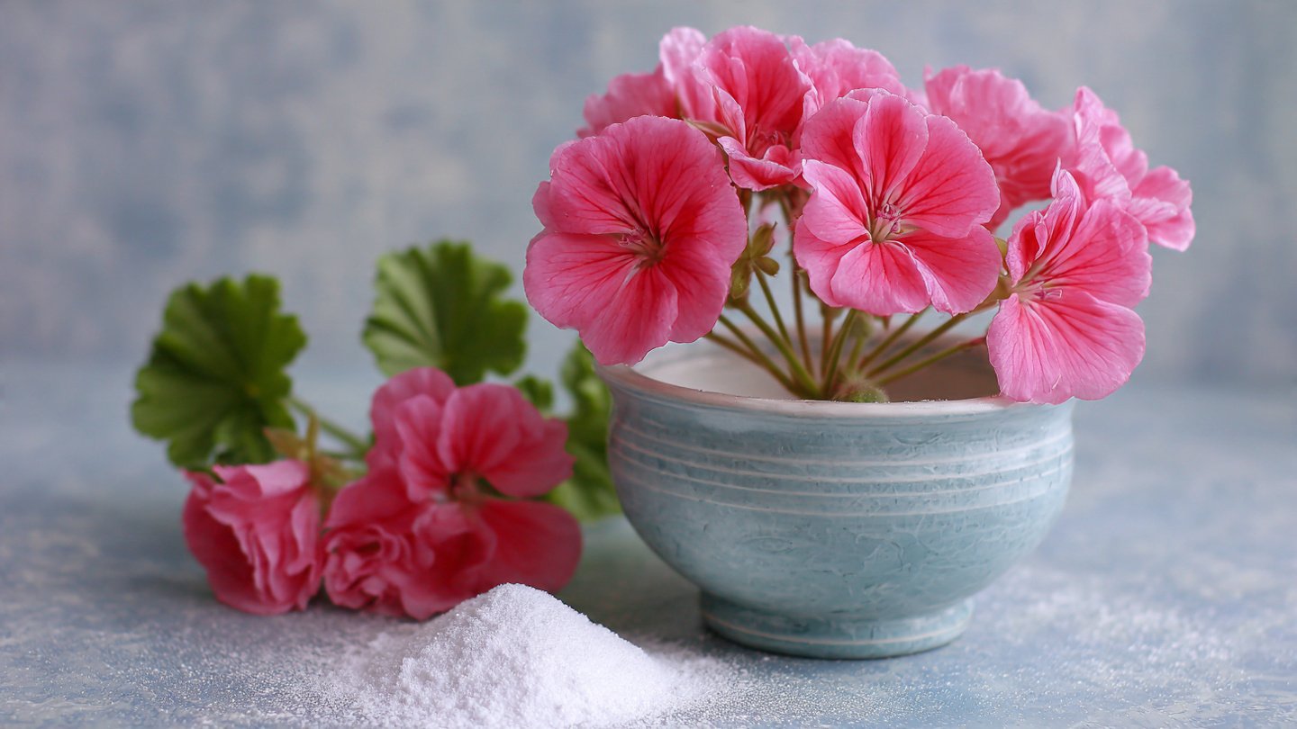 How to Make Geraniums Bloom More Abundantly Using Baking Soda