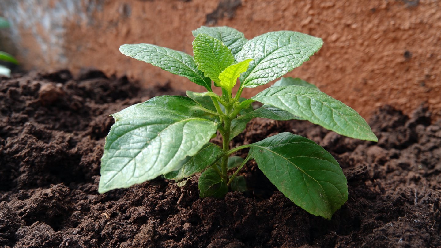 How to Make Homemade Biofertilizer Easily for Healthier Plants and Soil