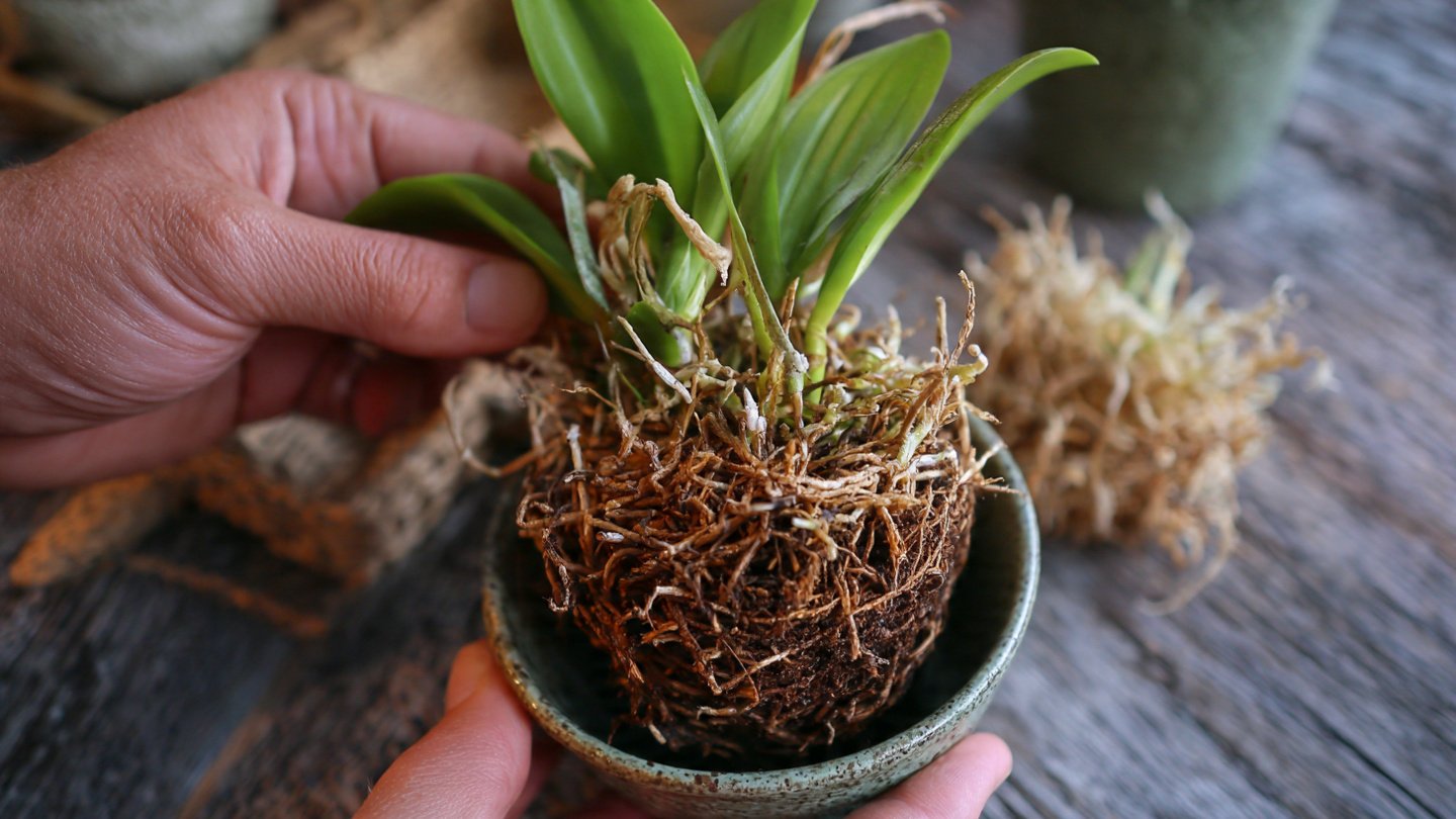 How to Nurture Your Orchid Aerial Roots for Lush Growth