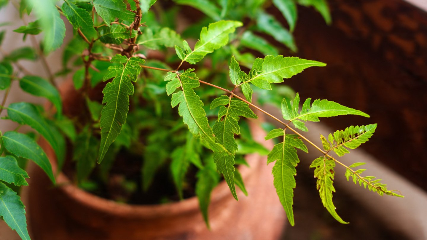 How to Successfully Cultivate a Resilient Neem Plant in a Container at Home