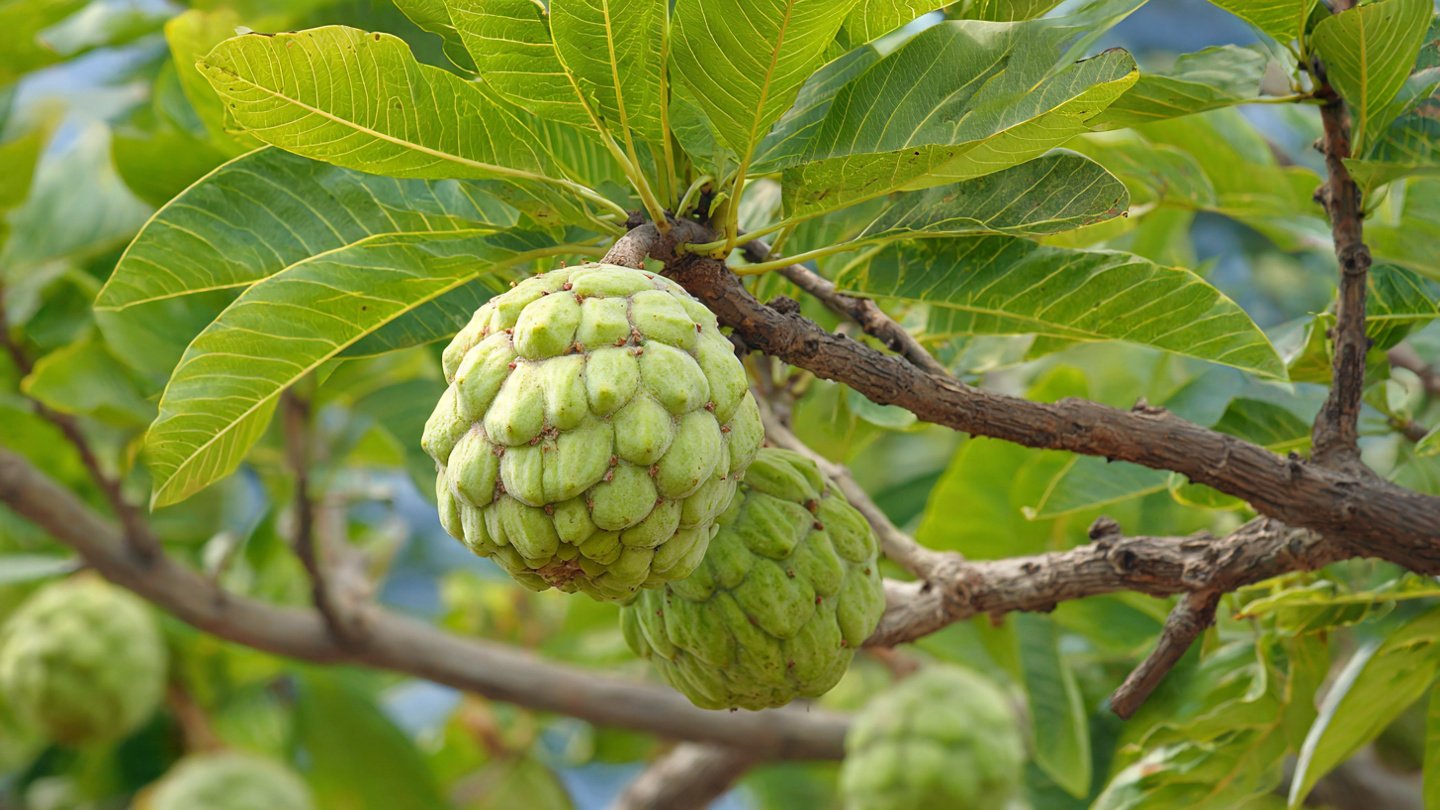 How to Successfully Grow a Custard Apple Tree in a Grow Bag for Optimal Fruit Production