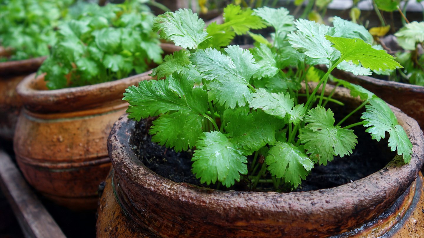 How to Successfully Grow Coriander in Small Pots for Urban Gardening Enthusiasts