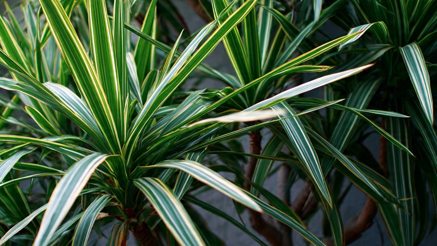 How to Successfully Grow Dracaena Marginata as a Stunning Landscape Accent in Your Garden