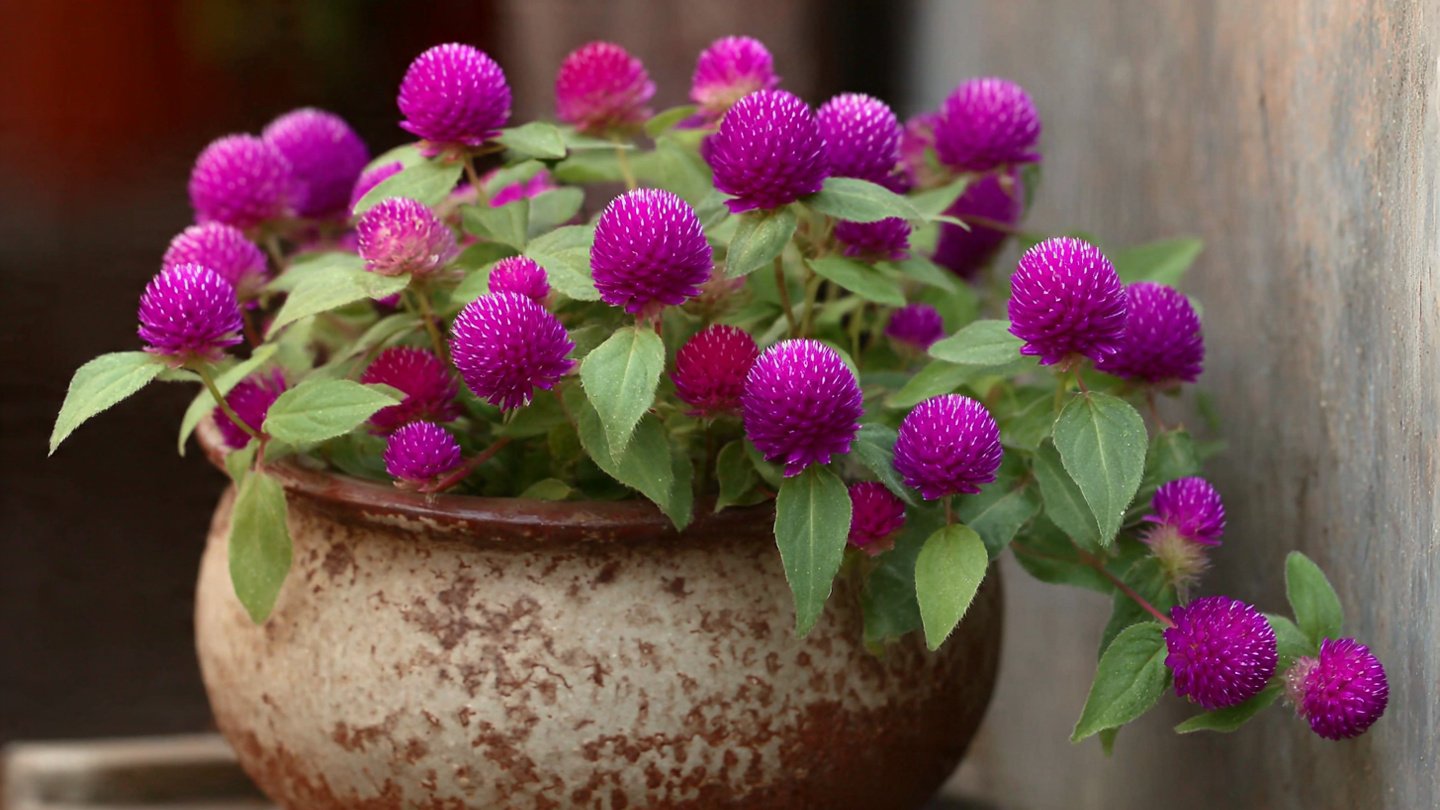 How to Successfully Grow Globe Amaranth in Pots: The Best Method for Thriving Blooms