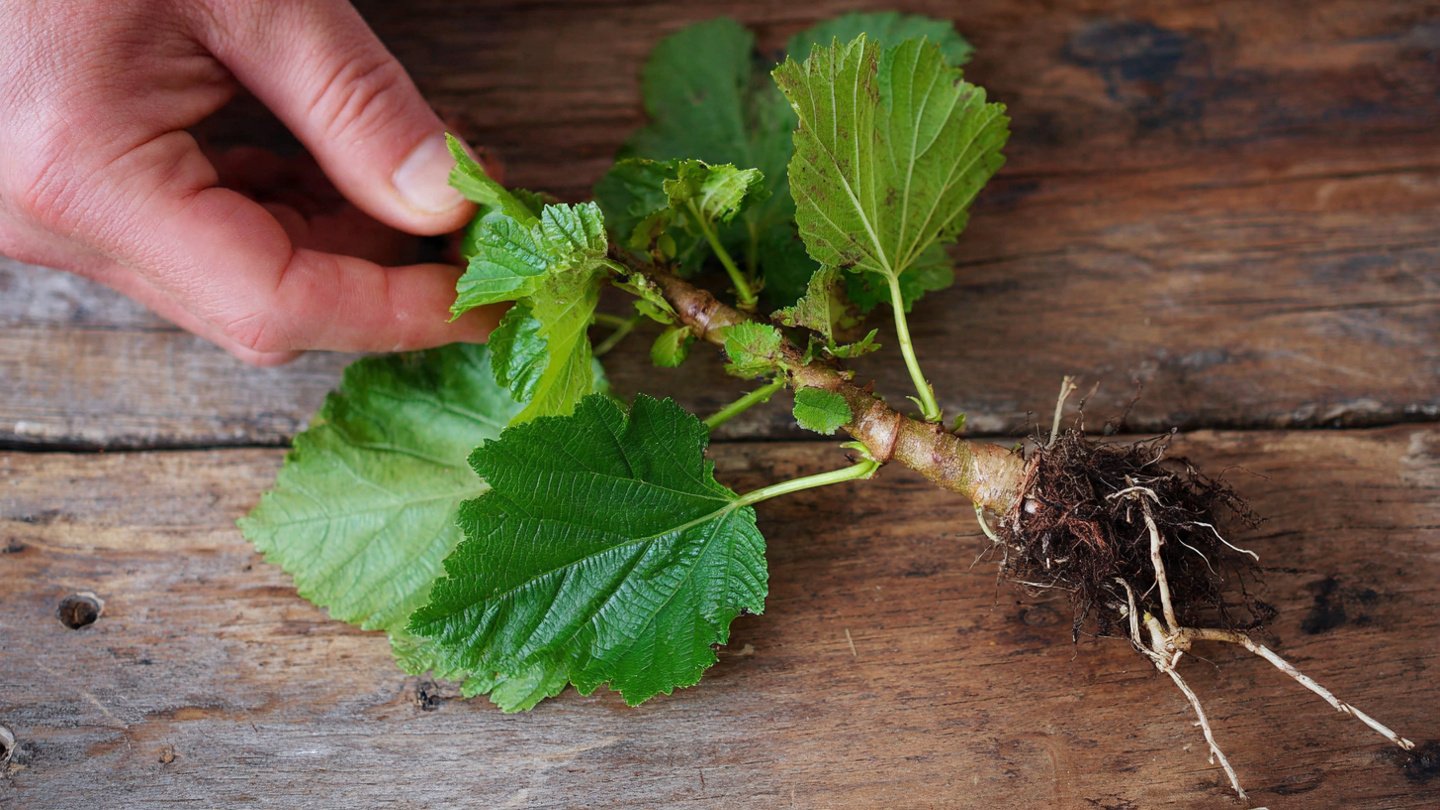 How to Successfully Propagate Mulberry Plants from Hardwood Stem Cuttings