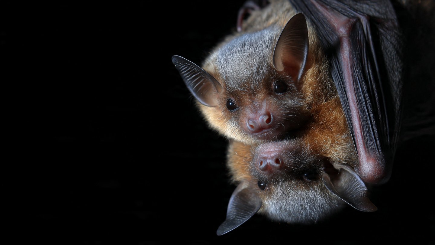 Hundreds Of Thousands Of Bats Protected Worldwide Are Pollinating Crops, Controlling Pests And Supporting Food Systems