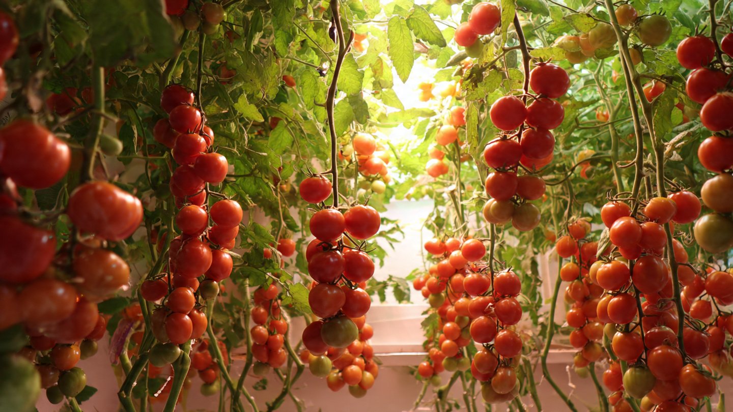 I Created a Hanging Tomato Garden: How Vertical Growing Boosted My Harvest