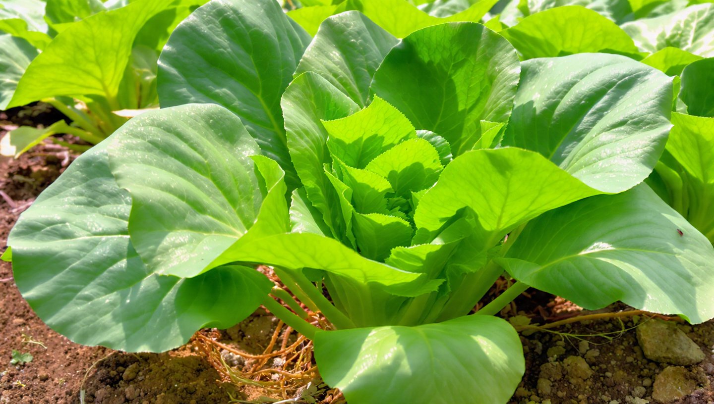 I Never Have To Buy Water Spinach Again When I Learn This Tip, Harvest After 10 Days
