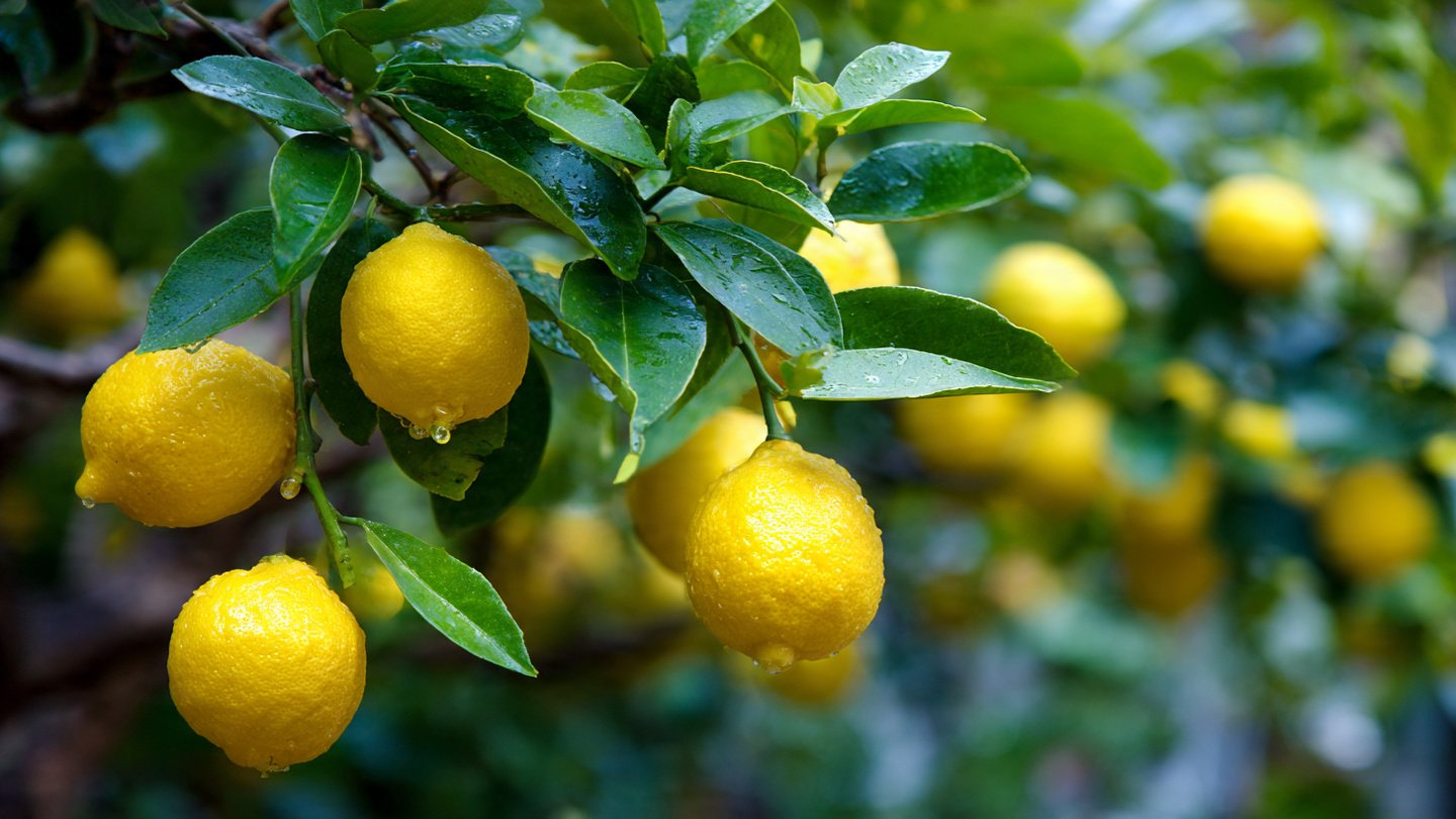 Lemon Magic: The Complete 1200-Word Guide to Growing Healthy, Fruit-Loaded Lemon Trees at Home